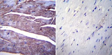 Anti-SERCA1 ATPase antibody [IIH11] used in IHC (Paraffin sections) (IHC-P). GTX22818