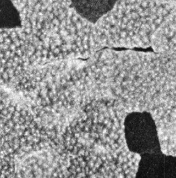 Anti-SERCA1 ATPase antibody [IIH11] used in IHC (Paraffin sections) (IHC-P). GTX22818