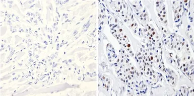 Anti-DNMT3B antibody used in IHC (Paraffin sections) (IHC-P). GTX22851
