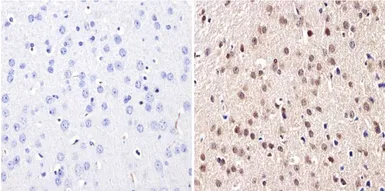 Anti-DNMT3B antibody used in IHC (Paraffin sections) (IHC-P). GTX22851