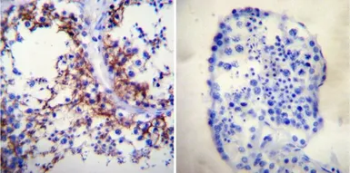 Anti-Sodium/Potassium ATPase alpha 1 antibody [M7-PB-E9] used in IHC (Paraffin sections) (IHC-P). GTX22871
