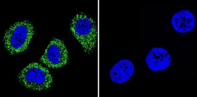 Anti-Sodium/Potassium ATPase alpha 1 antibody [M7-PB-E9] used in Immunocytochemistry/ Immunofluorescence (ICC/IF). GTX22871