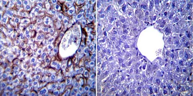 Anti-KDEL antibody used in IHC (Paraffin sections) (IHC-P). GTX22898