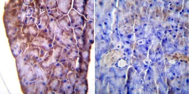 Anti-KDEL antibody used in IHC (Paraffin sections) (IHC-P). GTX22898