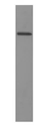 Anti-Grp78 antibody used in Western Blot (WB). GTX22902