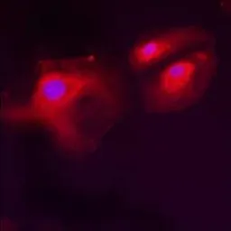 Anti-Grp78 antibody used in Immunocytochemistry/ Immunofluorescence (ICC/IF). GTX22902