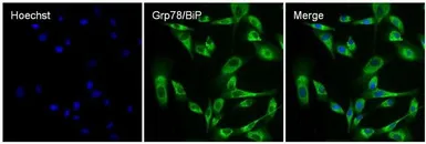 Anti-Grp78 antibody used in Immunocytochemistry/ Immunofluorescence (ICC/IF). GTX22902