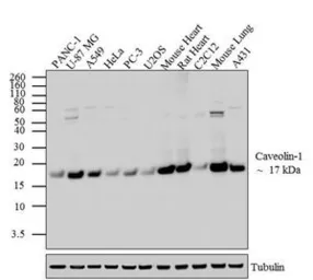 Anti-Caveolin 1 antibody used in Western Blot (WB). GTX22910