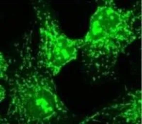 Anti-COPA antibody used in Immunocytochemistry/ Immunofluorescence (ICC/IF). GTX22913