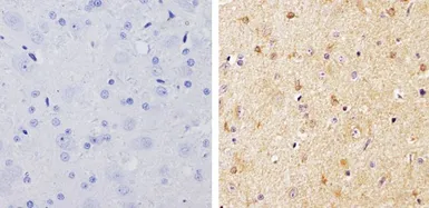 Anti-pan Arrestin antibody used in IHC (Paraffin sections) (IHC-P). GTX22914