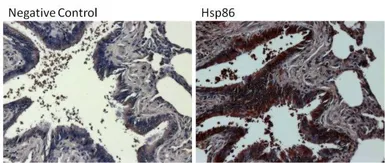 Anti-Hsp90 alpha antibody used in IHC (Paraffin sections) (IHC-P). GTX22928