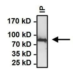 Anti-Hsp90 alpha antibody used in Immunoprecipitation (IP). GTX22928