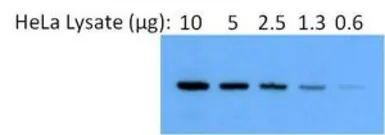 Anti-Hsp90 alpha antibody used in Western Blot (WB). GTX22928