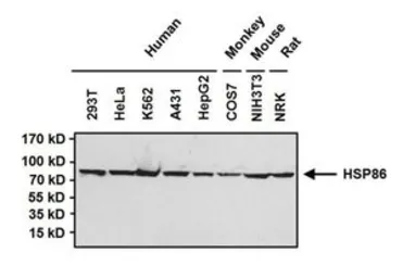 Anti-Hsp90 alpha antibody used in Western Blot (WB). GTX22928