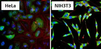 Anti-Hsp90 alpha antibody used in Immunocytochemistry/ Immunofluorescence (ICC/IF). GTX22928