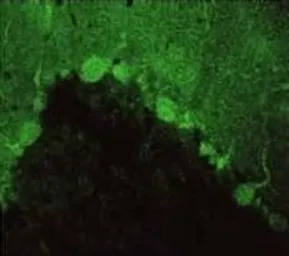 Anti-PSD93 antibody used in IHC (Frozen sections) (IHC-Fr). GTX22930