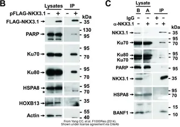 Anti-Ku70 antibody [N3H10] used in Western Blot (WB). GTX23114