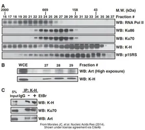 Anti-Ku70 antibody [N3H10] used in Western Blot (WB). GTX23114