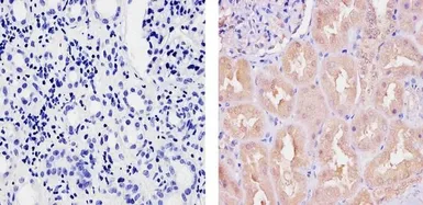 Anti-Ubiquilin 1 antibody used in IHC (Paraffin sections) (IHC-P). GTX23341