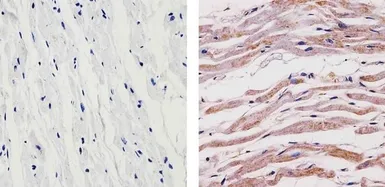Anti-SynGAP antibody used in IHC (Paraffin sections) (IHC-P). GTX23344