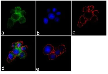 Anti-SynGAP antibody used in Immunocytochemistry/ Immunofluorescence (ICC/IF). GTX23344