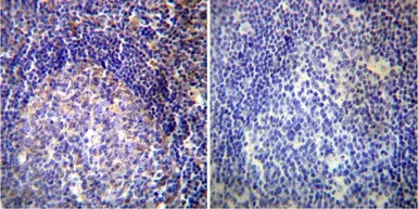 Anti-VAMP4 antibody used in IHC (Paraffin sections) (IHC-P). GTX23348