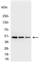 Anti-AU1 tag antibody used in Western Blot (WB). GTX23400