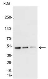 Anti-AU5 tag antibody used in Western Blot (WB). GTX23405