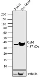 Anti-GNB1 antibody used in Western Blot (WB). GTX23433