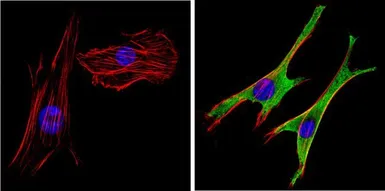 Anti-SAP97 antibody used in Immunocytochemistry/ Immunofluorescence (ICC/IF). GTX23437