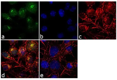 Anti-SAP97 antibody used in Immunocytochemistry/ Immunofluorescence (ICC/IF). GTX23437