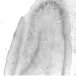 Anti-SAP102 antibody used in IHC (Frozen sections) (IHC-Fr). GTX23438