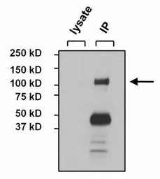 Anti-NFATC4 antibody used in Immunoprecipitation (IP). GTX23447