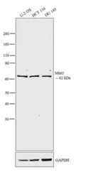 Anti-Mint3 antibody used in Western Blot (WB). GTX23450