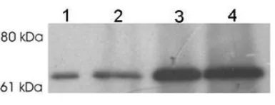 Anti-Munc18 antibody used in Immunoprecipitation (IP). GTX23451