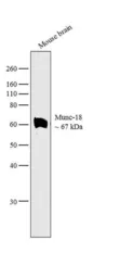 Anti-Munc18 antibody used in Western Blot (WB). GTX23451