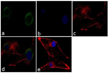 Anti-Munc18 antibody used in Immunocytochemistry/ Immunofluorescence (ICC/IF). GTX23451