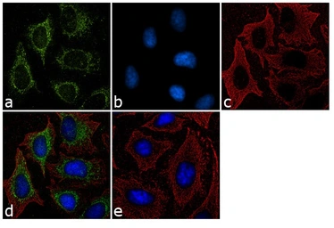 Anti-Furin antibody used in Immunocytochemistry/ Immunofluorescence (ICC/IF). GTX23467