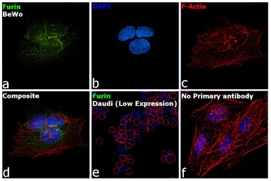 Anti-Furin antibody used in Immunocytochemistry/ Immunofluorescence (ICC/IF). GTX23467