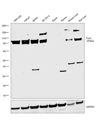 Anti-Furin antibody used in Western Blot (WB). GTX23467