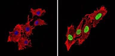 Anti-PPAR alpha (phospho Ser12) antibody used in Immunocytochemistry/ Immunofluorescence (ICC/IF). GTX23484