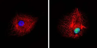 Anti-PPAR alpha (phospho Ser12) antibody used in Immunocytochemistry/ Immunofluorescence (ICC/IF). GTX23484