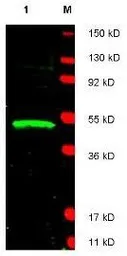 Anti-LDB1 antibody used in Western Blot (WB). GTX23499