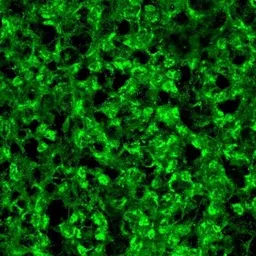 Anti-Serotonin N-AT antibody used in IHC (Frozen sections) (IHC-Fr). GTX23506