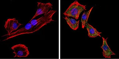 Anti-PC2 antibody used in Immunocytochemistry/ Immunofluorescence (ICC/IF). GTX23533
