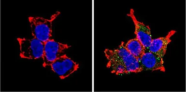 Anti-PC2 antibody used in Immunocytochemistry/ Immunofluorescence (ICC/IF). GTX23533