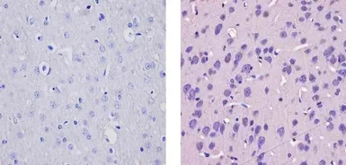 Anti-CaMKIV antibody used in IHC (Paraffin sections) (IHC-P). GTX23557