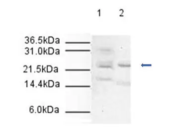Anti-Apc10 antibody used in Western Blot (WB). GTX23629