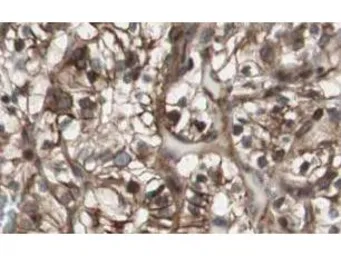 Anti-MAD2L2 antibody used in IHC (Paraffin sections) (IHC-P). GTX23630