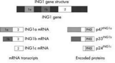 Anti-ING1 antibody used in  (). GTX23711